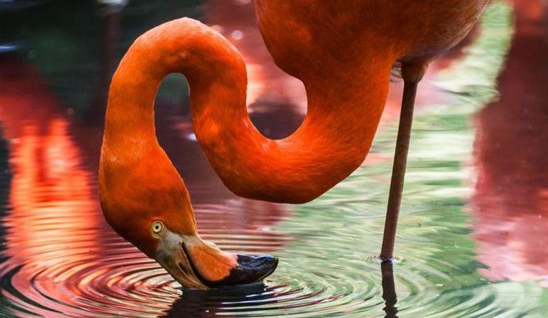 strak paradijs eenvoudig Wetenschap achter de flamingo | SciMingo
